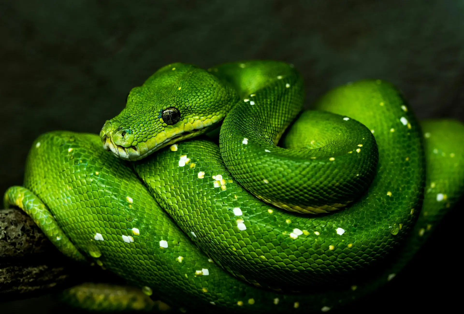 Normally green tree pythons are coiled up neatly draped over a branch, and not doing very much at all. I like this photo because for once this specimen was awake and alert. I also like the single drop of water on the snake’s body (bottom right) which I only noticed later. Photo taken at Koala Gardens in Kuranda, Queensland, Australia.