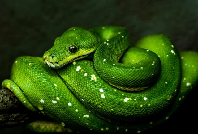 A Slidev deck that runs Python: one place for my meetup’s challenges