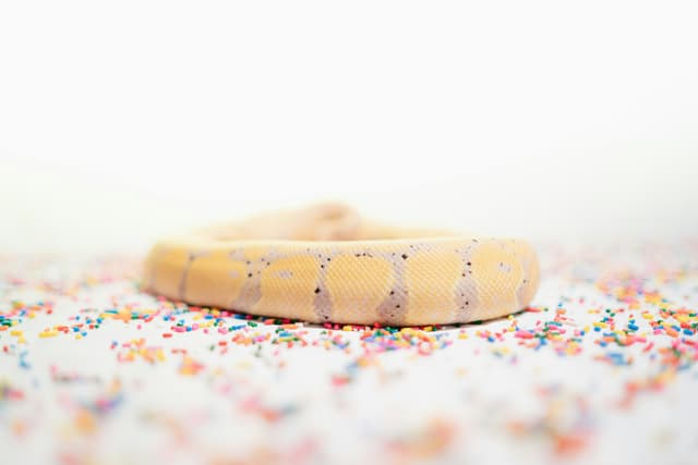 How to create a fullstack application using Django and Python Table of Contents