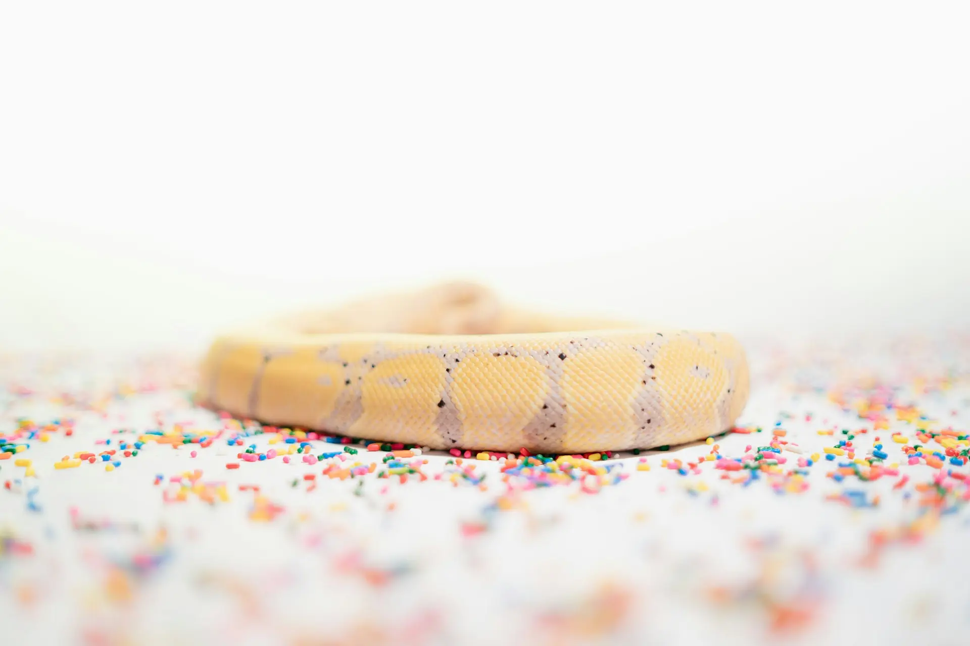 A photo of Venus, a banana ball python, coiled up and surrounded by sprinkles