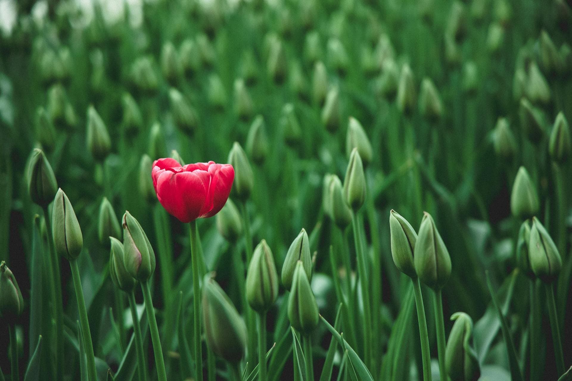 Unique magenta tulip in a sea of tulip buds